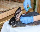 Tierarzt impft Kaninchen. Die Frage, wie oft Kaninchen impfen, ist wichtig für die Gesundheit.