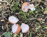 Coquilles d'œufs brisées parsèment un sol de jardin, entourées de jeunes pousses vertes et de copeaux de bois.