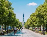 Aleja z drzewami prowadzi do Jasnej Góry. Rowerzyści i spacerowicze korzystają z pięknej pogody, odkrywając częstochowskie atrakcje.