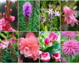 Kolaż ośmiu zdjęć kwiatów. Wśród nich gladiolus, liliowiec, kalie i dalia, wszystkie w odcieniach różu.