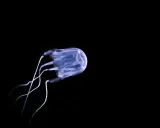 Medusa cubica trasparente, con tentacoli sottili, nuota nell'oscurità. Un esempio di meduse mortali.