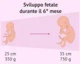 Sviluppo fetale nel 6° mese: un feto di 25 cm e 350 g evolve a 35 cm e 750 g.