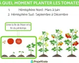 Illustration du cycle de vie de la tomate, de la graine au fruit mûr. L'image indique jusqu'à quand peut-on planter des tomates : mars-juin (Nord) et sept-déc (Sud).