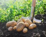 Récolte fraîche de pommes de terre sur le sol, une pelle à proximité. La plantation de pommes de terre promet une belle récolte.