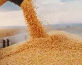 Złote ziarna kukurydzy sypią się z rury, tworząc kopiec. To przyszłe paliwo do pieca na pellet, symbol obfitych zbiorów.