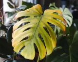 Monstera żółkną liście, z brązowymi brzegami. W tle inne rośliny.
