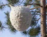 Gros nid blanc de chenilles processionnaires sur une branche de pin. Que faire face à ce danger ?