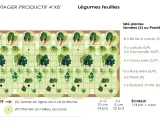 Plan d'un potager de légumes feuilles pour le semis de printemps : laitues, épinards, roquette, persil, chou kale, bette à carde et camomille.
