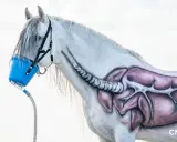 Ein weißes Pferd mit gemalter Lunge und Luftröhre erhält eine Inhalationstherapie über eine blaue Maske.