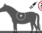 Silhouettenpferd mit Spritze und Mücken-Symbol. Mögliche Ursache für spinale Ataxie beim Pferd.