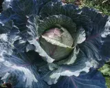 Gros chou rouge aux feuilles ondulées, prêt pour la culture. Un spectacle de la nature qui annonce de bons repas.