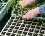 Mains travaillant sur une plantation de céleri rave en alvéoles. Les jeunes pousses sont prêtes à être repiquées.