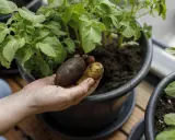 Hand håller nyskördade potatisar från en hink. En person visar stolt upp resultatet av att odla potatis i hink.