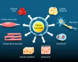 La cellula staminale è il punto di partenza per diversi tipi di cellule staminali, tra cui globuli rossi, cellule muscolari, neuroni e condrociti.