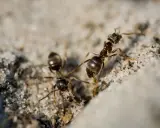 Dwie mrówki na piasku. Szukasz naturalnych sposobów na mrówki? Te pracowite owady mogą być uciążliwe.