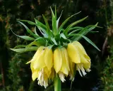 Fritillaire impériale jaune, ses clochettes pendantes et ses feuilles vertes dressées, une couronne florale majestueuse.