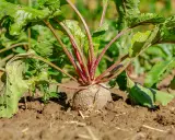 Gros plan sur une betterave rouge à moitié sortie de terre, ses feuilles vertes luxuriantes prêtes pour la récolte.