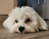 Un adorable bichon maltais au poil blanc et soyeux, le museau posé sur le parquet, regarde avec ses grands yeux noirs.