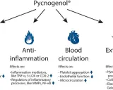 Pycnogenol® działa antyoksydacyjnie, przeciwzapalnie, wspiera krążenie i macierz zewnątrzkomórkową. Dowiedz się, pycnogenol co to za substancja!