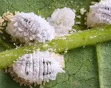 Gros plan d'un insecte blanc cotonneux, un nuisible commun sur une plante verte.