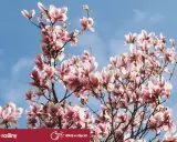 Kwiaty różowej magnolii na tle błękitnego nieba. To piękne drzewo kwitnie wiosną.
