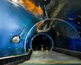 Afrykarium Wrocław: Rekiny, tunel, karmienie planuj wizytę!