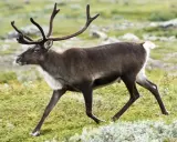Ren med imponerande ren horn rör sig genom ett grönskande landskap.