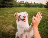 Un chien blanc et brun donne une patte en signe de réussite en dressage.