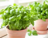 Deux pots de basilic frais sur un rebord de fenêtre. Apprenez comment conserver le basilic pour profiter de son arôme toute l'année.