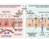En cas de carence en glutamine, l'intestin devient perméable. L'apport de glutamine maintient l'intégrité intestinale et soutient le système immunitaire.