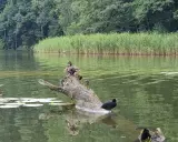 Dwa ptaki na powalonym drzewie w spokojnym jeziorze w Wałczu. W tle trzciny i las.
