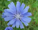 Eine blaue Wegwarte-Blüte mit gezackten Blütenblättern und dunklem Zentrum. Ihre Wurzel ist bekannt für ihre gesundheitlichen Vorteile.