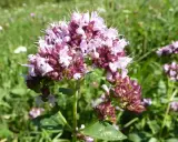 Ein Blütenstand von wildem Dost mit zarten rosa und lila Blüten vor einer grünen Wiese.