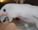 Un pappagallo bianco con guance rosate becca un dito. Forse è un modo per capire perché i pappagalli si beccano tra loro.