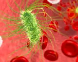 Bakteria Escherichia coli z licznymi wiciami, otoczona czerwonymi krwinkami. Może to być obraz zakażenia układu moczowego.