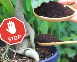 Stop! Fusy z kawy nie są dobre dla wszystkich roślin. Uważaj, zanim dodasz je do ziemi.