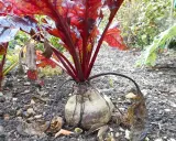 Betterave rouge avec ses feuilles rouges et son bulbe dans la terre.