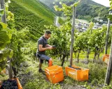 Winzer erntet Trauben für Furmint Wein in einem steilen Weinberg. Zwei orangefarbene Kisten sind gefüllt.