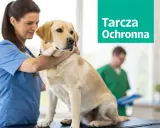 Weterynarz bada labradora. Nie martw się, jeśli szczepienie psa po terminie, ważne jest, by zadbać o jego zdrowie.