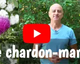 Un homme souriant devant un chardon-marie et des fleurs blanches. Le titre "Le chardon-marie" est affiché.