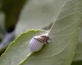 Cochenille du citronnier, un ravageur qui peut être combattu par un traitement naturel.