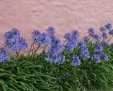 Gros plan sur des agapanthes bleues éclatantes devant un mur rose texturé. L'entretien des agapanthes est simple pour profiter de ces fleurs spectaculaires.