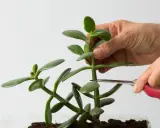 Jak przycinać grubosza? Drzewko szczęścia bujne i zdrowe!