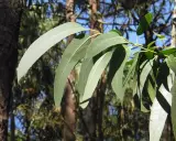 Feuilles d'eucalyptus radié, source de l'huile essentielle aux multiples vertus.