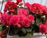 Kaskada różowych i czerwonych kwiatów begonia. Piękna begonia uprawa w wiszącej donicy, pełna życia i koloru.