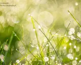 Rozmyte tło: bokeh jak pro. Smartfonem i aparatem? Sprawdź!