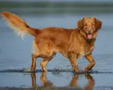 Radosny retriever z Nowej Szkocji pluska w wodzie, machając puszystym ogonem.
