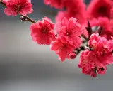 Fiori rosa vivaci su un ramo, un'immagine gratuita di Pixabay che cattura la bellezza della primavera.
