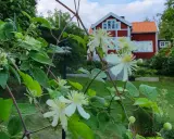 Vit klematis klättrar på en spaljé framför ett rött hus med vita knutar.