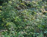 Un épais buisson de ronces, un véritable ennemi des ronces, avec des feuilles vertes et des tiges pourpres.